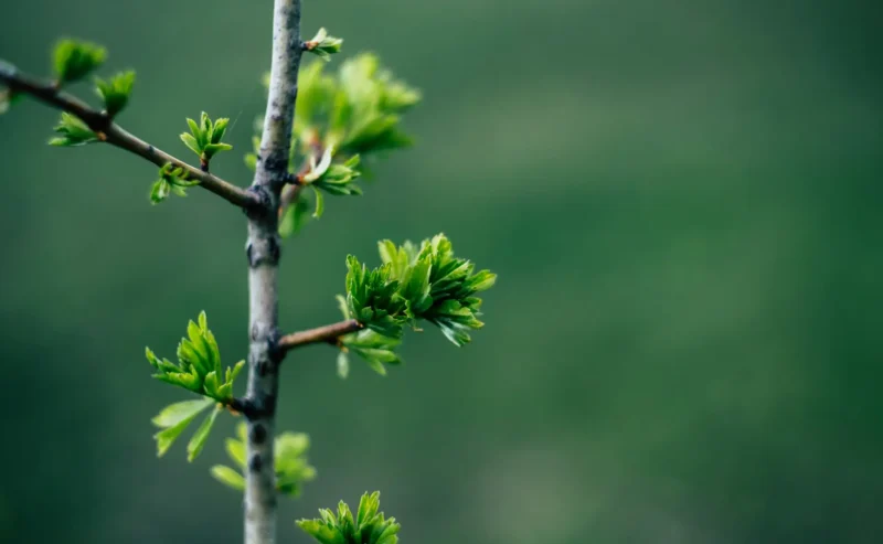 La Piccola pianta cresce, diventa albero